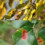Leaf discoloration indicating diseases and pests requiring the call to a Smithville tree company