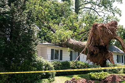 Tree Removal in Smithville will Happen with Neglect