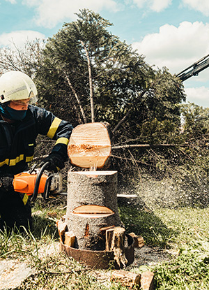 Tree removal in Smithville expert cutting a tree down with a chainsaw.